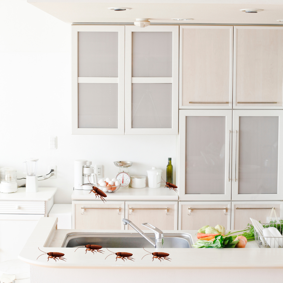 Gel Baiting Application – Townhouse / Semi-Detached (Toronto & GTA)