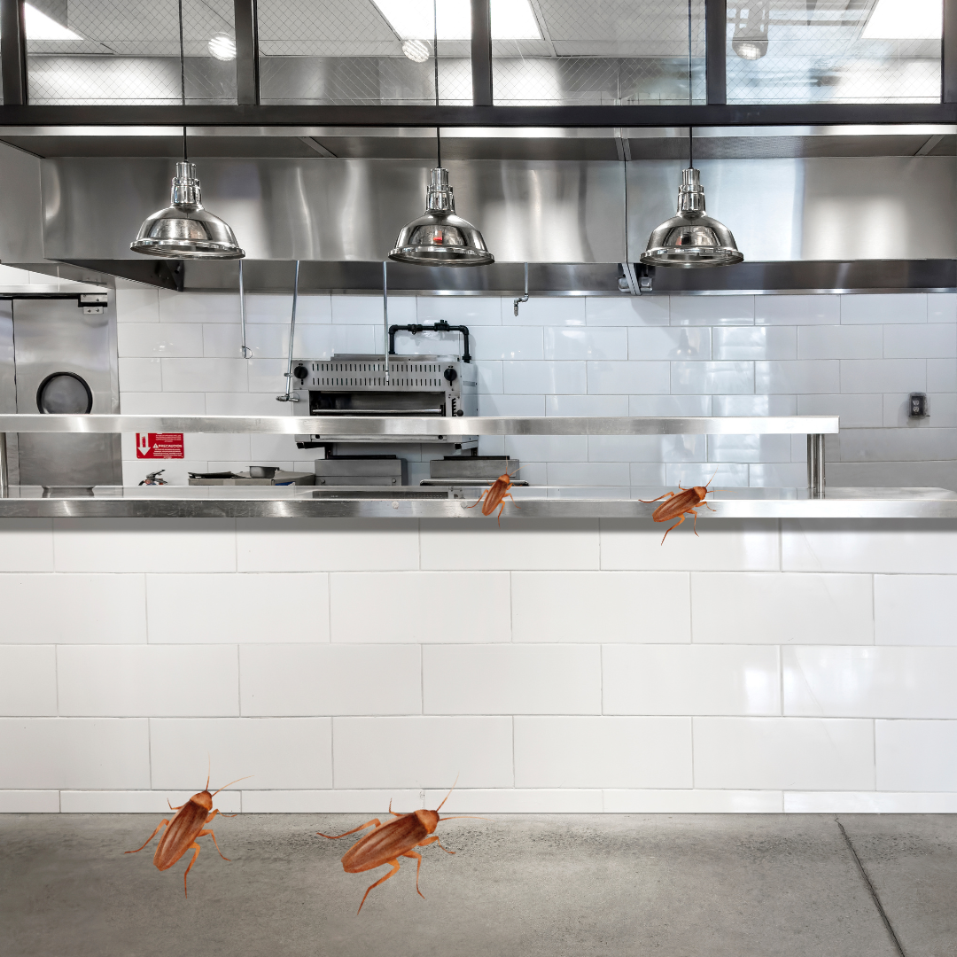 Gel Baiting Application – Commercial Property (Toronto & GTA)