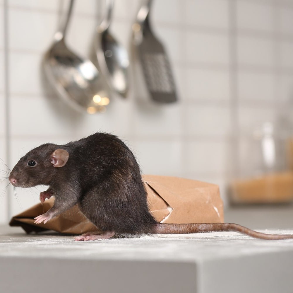 Rodent Control – Condo (Toronto & GTA)