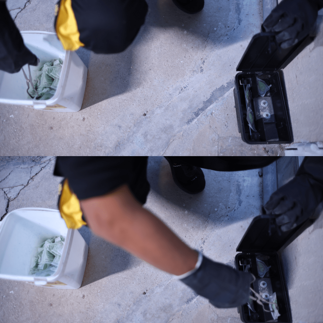 Rodent Control – Condo (Toronto & GTA)