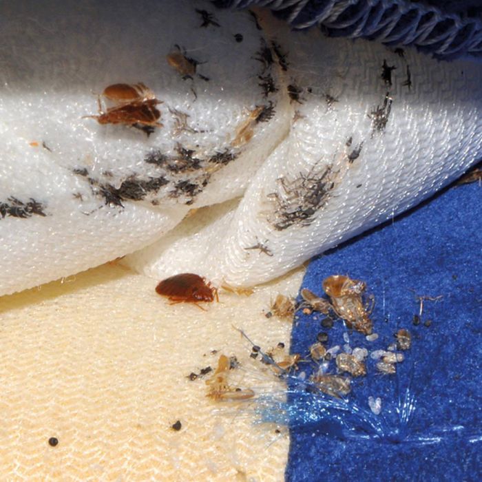 Bed Bug Treatment – Commercial Properties (Toronto & GTA)