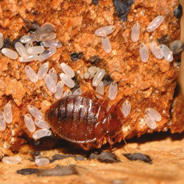 Bed Bug Treatment – Commercial Properties (Toronto & GTA)